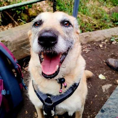 Hundetreffen-Mädelstreff mit Hunden-Bild