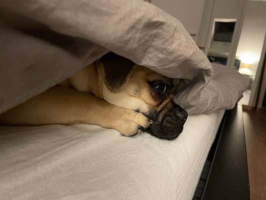 Darf der Hund bei Euch im Bett schlafen?-Beitrag-Bild