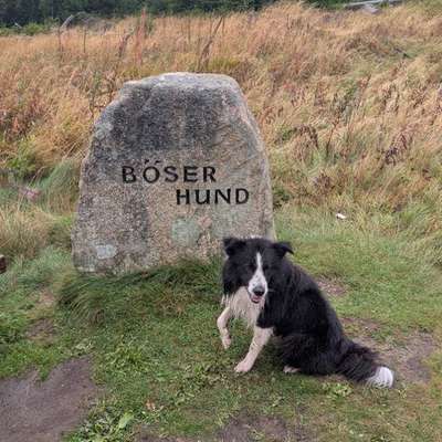 Hundetreffen-Social Walk-Bild