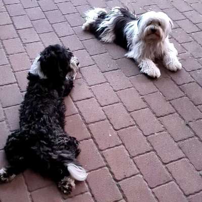 Tibet Terrier-Beitrag-Bild