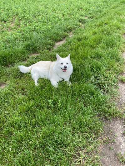 Unsere Fellnasen im Regenbogenland-Beitrag-Bild