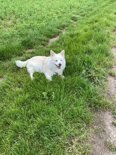 Unsere Fellnasen im Regenbogenland-Beitrag-Bild
