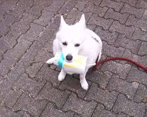 Unsere Fellnasen im Regenbogenland-Beitrag-Bild