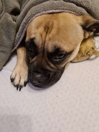 Die besten Hundeblicke 🐾❤️-Beitrag-Bild