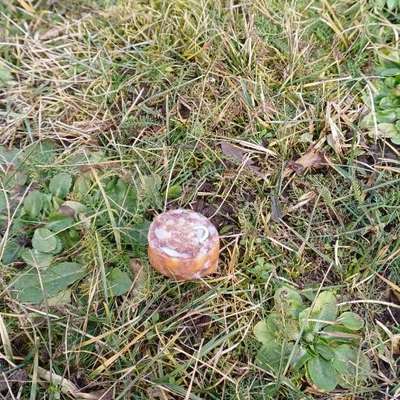 Giftköder-Köder: Wurst mit Nagel-Bild