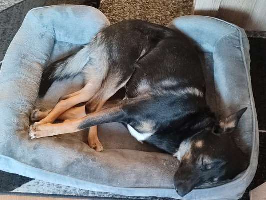 Auslandstierschutz-Beitrag-Bild