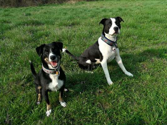 Appenzeller Sennenhunde-Beitrag-Bild