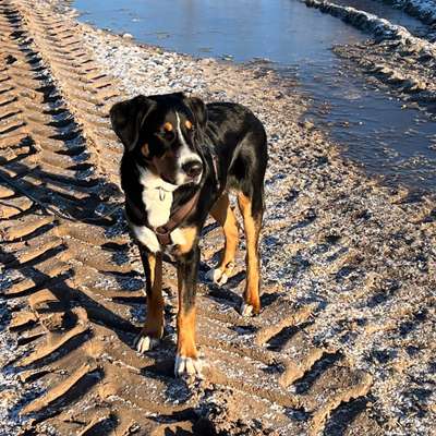 Hundetreffen-Junghundtreffen-Bild