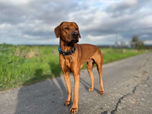 Rhodesian Ridgeback-Beitrag-Bild
