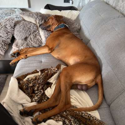 Rhodesian Ridgeback-Beitrag-Bild