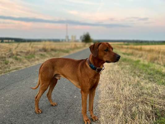 Rhodesian Ridgeback-Beitrag-Bild