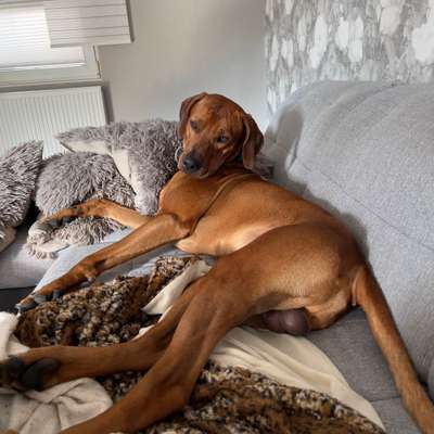 Rhodesian Ridgeback-Beitrag-Bild
