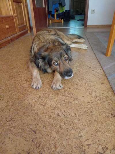 Hundetreffen-Nürnberg Fürth-Bild