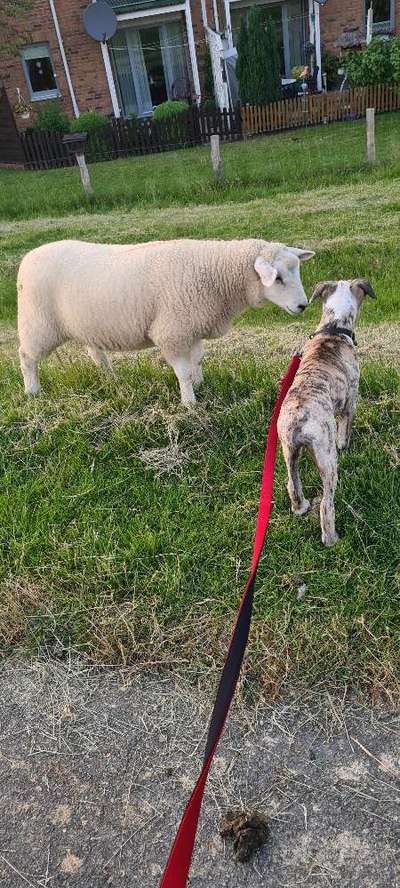 Fotochallenge Nr. 51 "Euer Hund mit anderen Tieren"-Beitrag-Bild