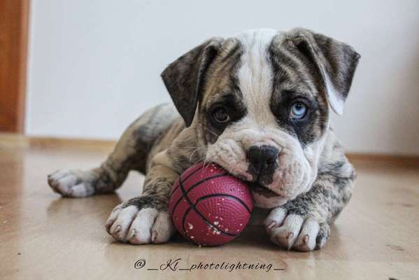 Zeig dein Hund mit seinem Lieblingsspielzeug-Beitrag-Bild