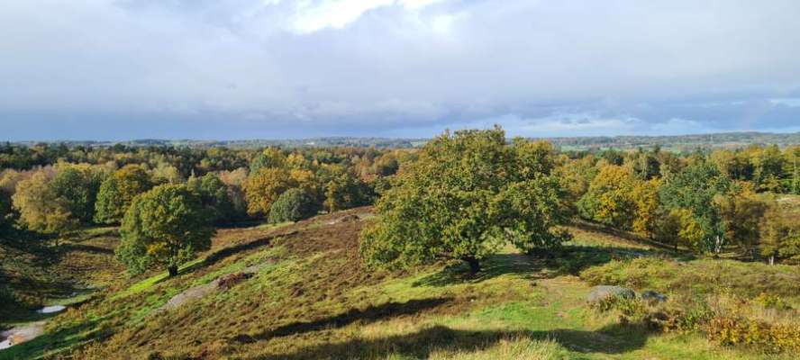 Die wunderschöne Welt mit Hund.-Beitrag-Bild