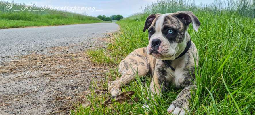 Old English Bulldog-Beitrag-Bild