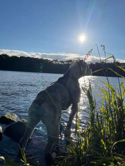 5. Hund im hohen Gras-Beitrag-Bild