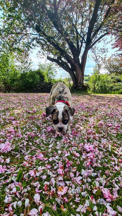 Zeigt mal die schönsten Bilder von euren Hunden !-Beitrag-Bild