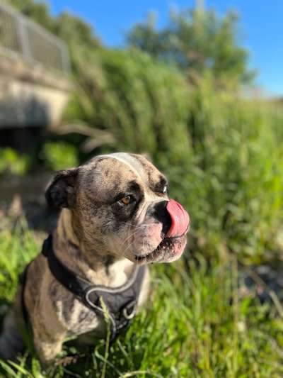 Tongue Out Tuesday-Beitrag-Bild