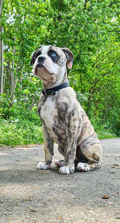 Olde English Bulldogge-Beitrag-Bild