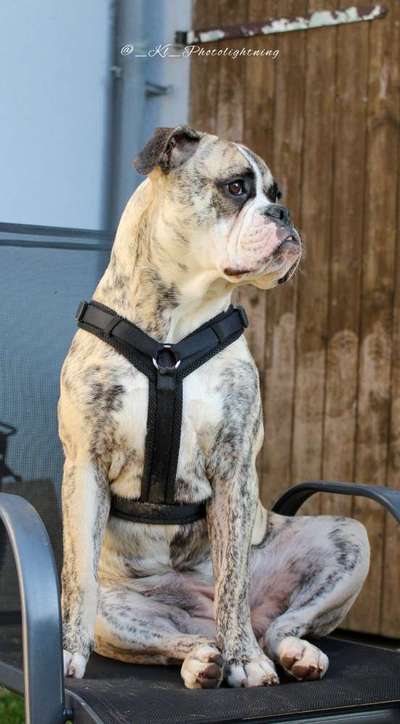 Die Dogorama Kalender Challenge Titelbild-Beitrag-Bild