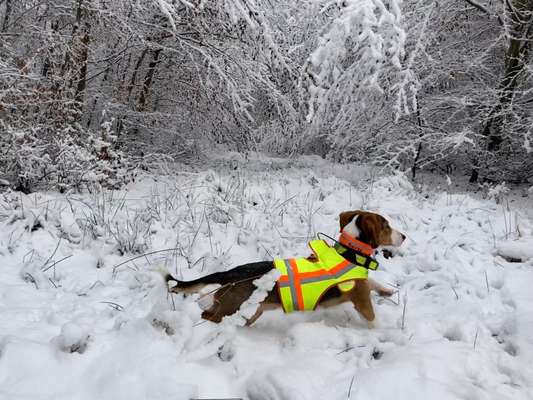 Immer der Nase nach - die schönsten Jagdhund-Bilder-Beitrag-Bild