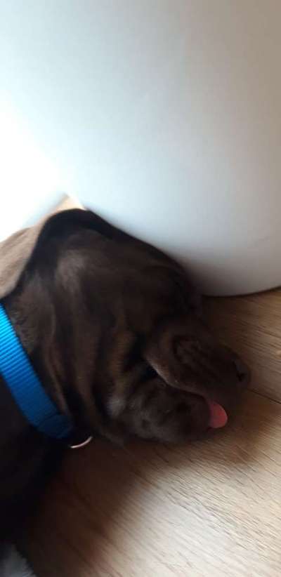 Welpen Bilder !-Beitrag-Bild