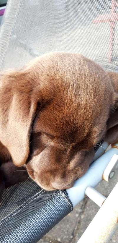 Welpen Bilder !-Beitrag-Bild