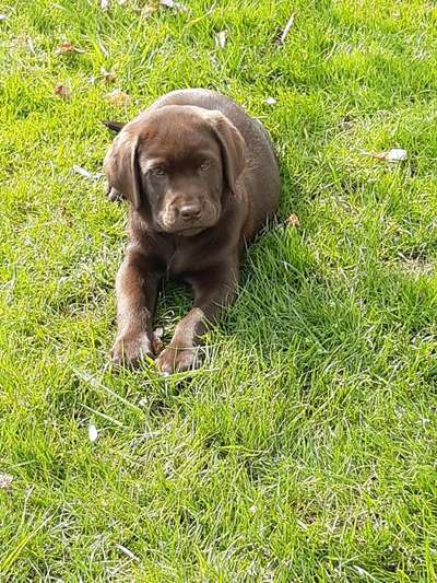 Labradorfans-Beitrag-Bild