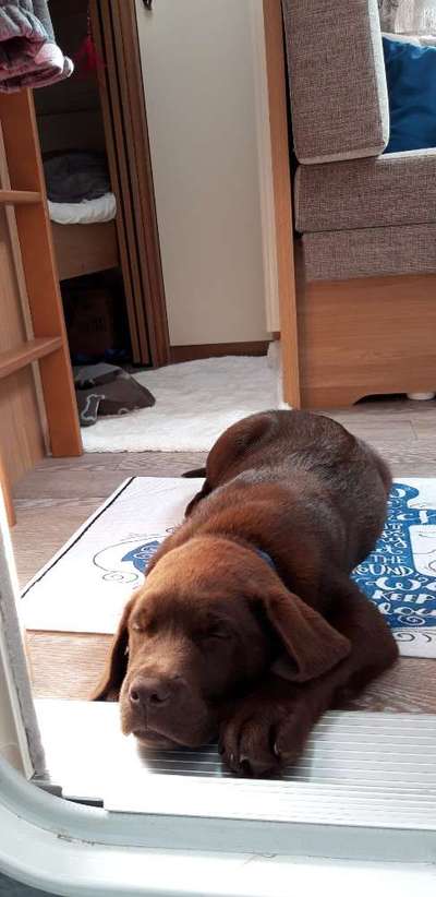 Labradorfans-Beitrag-Bild