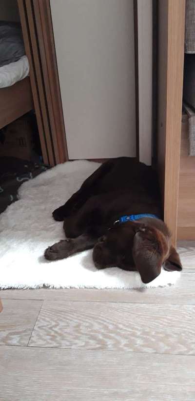 Labradorfans-Beitrag-Bild