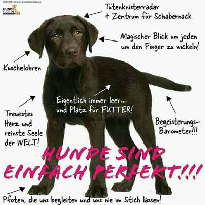Hundetreffen-Hero sucht einen Spielfreund in Ofenerdiek