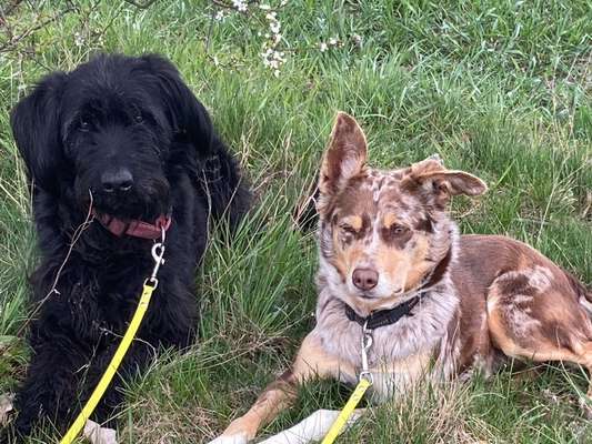 Mischlinge raten - Rätselspaß-Beitrag-Bild