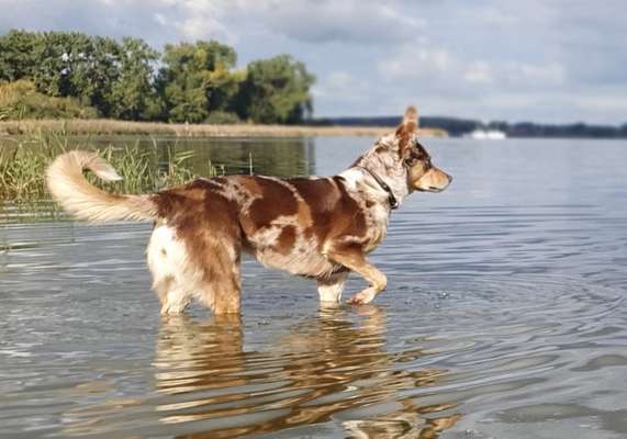 Mischlinge raten - Rätselspaß-Beitrag-Bild