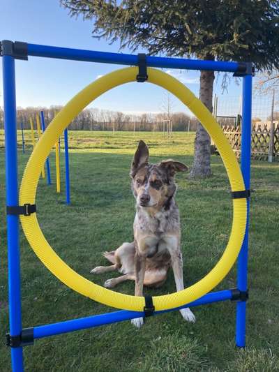 Mischlinge raten - Rätselspaß-Beitrag-Bild