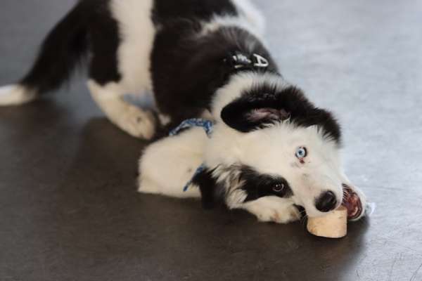 Die Dogorama Kalender Challenge Titelbild-Beitrag-Bild