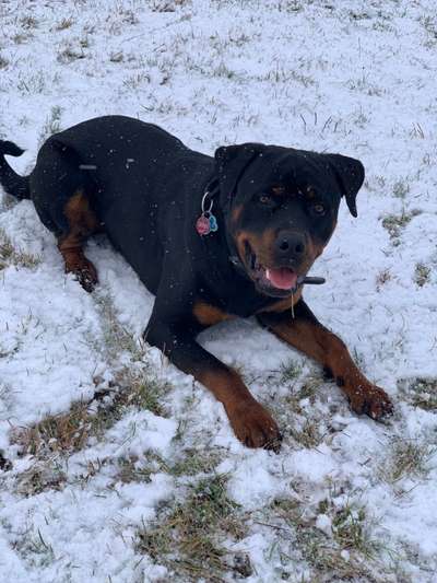 Hunderunde-Beitrag-Bild