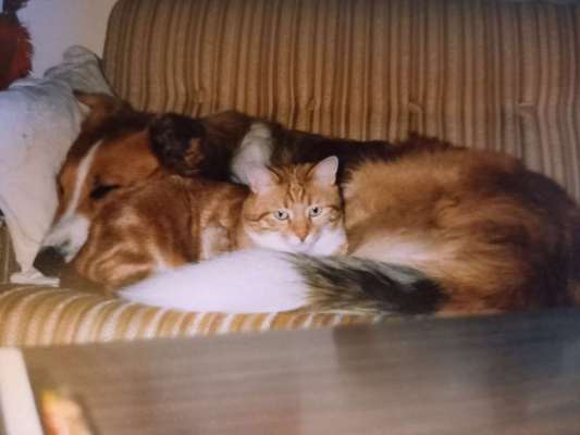 Fotochallenge Nr. 56 - geliebte Senioren-Beitrag-Bild