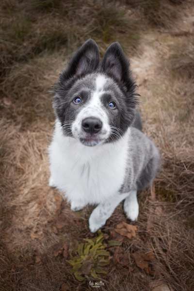 Giftköder-Hundeshooting-Bild