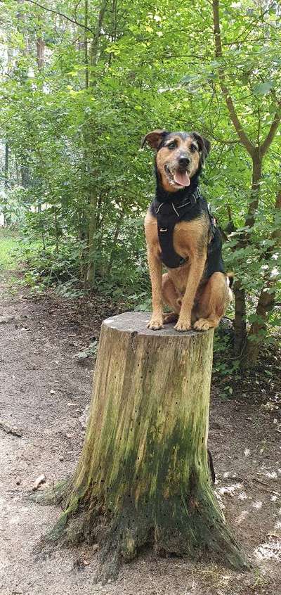 Mischlingshunde Foto Aufruf-Beitrag-Bild