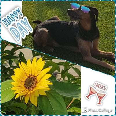 Photomontagen mit Hund-Beitrag-Bild