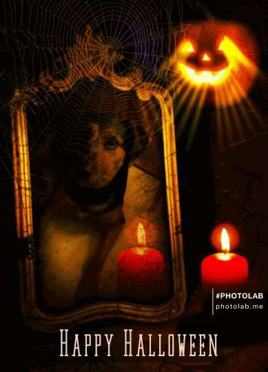 Photomontagen mit Hund-Beitrag-Bild