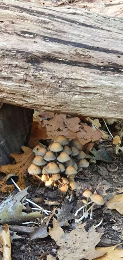 Die wunderschöne Welt mit Hund.-Beitrag-Bild