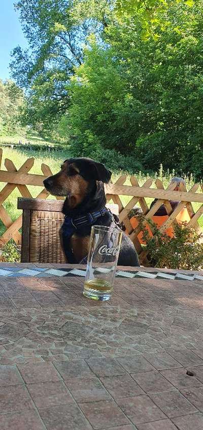 Wie kamst du zu deinem Hund?-Beitrag-Bild