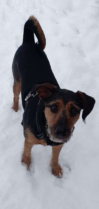 Die Dogorama Kalender Challenge Titelbild-Beitrag-Bild