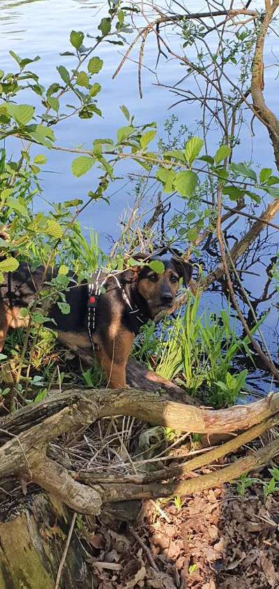 Dogorama-Monats-Challenge-Mai "Wasser"-Beitrag-Bild