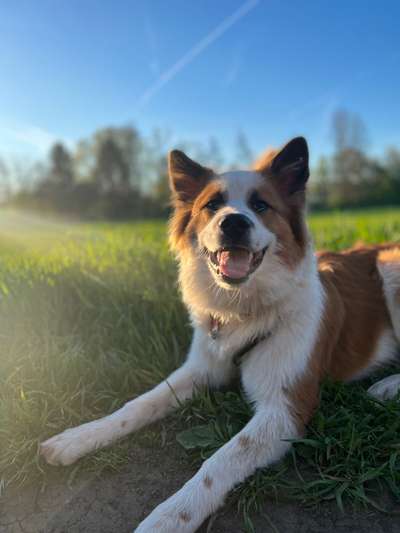 Seltene Rassen!-Beitrag-Bild