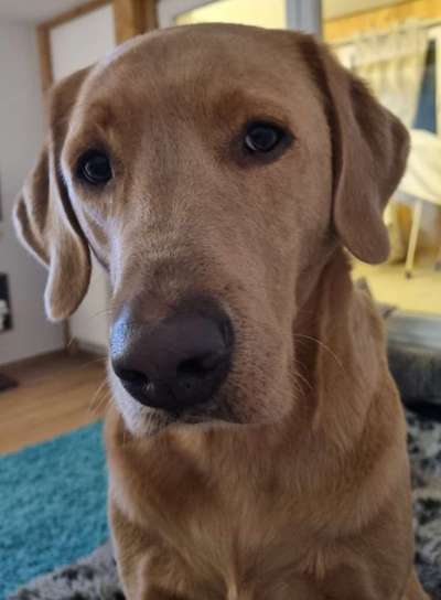 Zeigt mir die tollste Nahaufnahme von eurer Fellnase-Beitrag-Bild