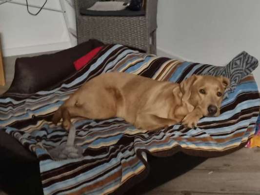 Labradorfans-Beitrag-Bild